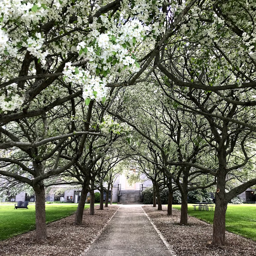 A serene path leads under an archway of blooming trees with white flowers at Connecticutt College. The walkway is lined with scattered petals, and the lush green grass adds to the tranquil atmosphere. A building with steps is visible at the end of the path.