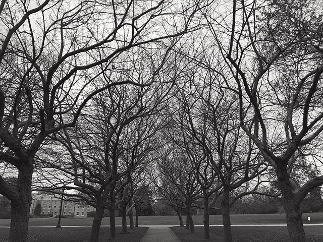A black and white image of a pathway lined with bare, leafless trees at Connecticutt College. The branches create intricate patterns against the sky, forming a natural archway over the path. In the background, an open field and a building are visible.