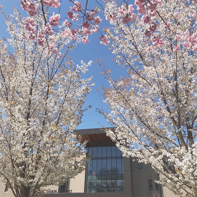 Blossoming cherry trees with pink and white flowers frame a clear blue sky with Shain Library in the background.